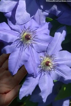Ramona Clematis - 1 Gallon Pot 11 Ramona Clematis - 1 Gallon Pot -Garden Plant Store clematis ramona 15