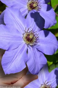 Ramona Clematis - 1 Gallon Pot 13 Ramona Clematis - 1 Gallon Pot -Garden Plant Store clematis ramona 9