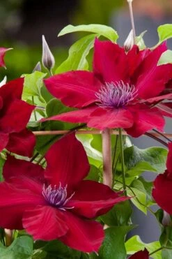 Rebecca Clematis - 1 Gallon Pot -Garden Plant Store clematis rebecca 4