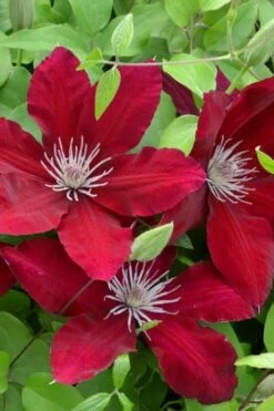 Rebecca Clematis - 1 Gallon Pot -Garden Plant Store clematis rebecca 5