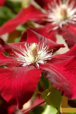 Rebecca Clematis - 1 Gallon Pot -Garden Plant Store clematis rebecca 6