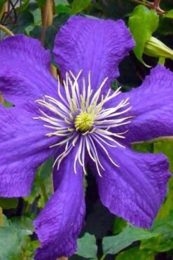 Rhapsody Clematis - 1 Gallon Pot 12 Rhapsody Clematis - 1 Gallon Pot -Garden Plant Store clematis rhapsody 3