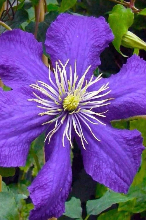Rhapsody Clematis - 1 Gallon Pot 5 Rhapsody Clematis - 1 Gallon Pot - Image 5