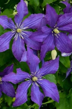 Rhapsody Clematis - 1 Gallon Pot 14 Rhapsody Clematis - 1 Gallon Pot -Garden Plant Store clematis rhapsody 4