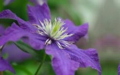 Rhapsody Clematis - 1 Gallon Pot 15 Rhapsody Clematis - 1 Gallon Pot -Garden Plant Store clematis rhapsody 5