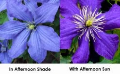 Rhapsody Clematis - 1 Gallon Pot 11 Rhapsody Clematis - 1 Gallon Pot -Garden Plant Store clematis rhapsody 9