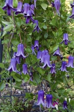 Roguchi Clematis - 1 Gallon Pot -Garden Plant Store clematis roguchi 11