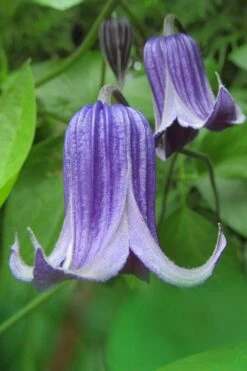 Roguchi Clematis - 1 Gallon Pot -Garden Plant Store clematis roguchi 6