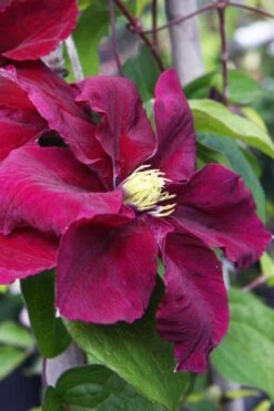 Rosemoor Clematis - 1 Gallon Pot 8 Rosemoor Clematis - 1 Gallon Pot -Garden Plant Store clematis rosemoor 5
