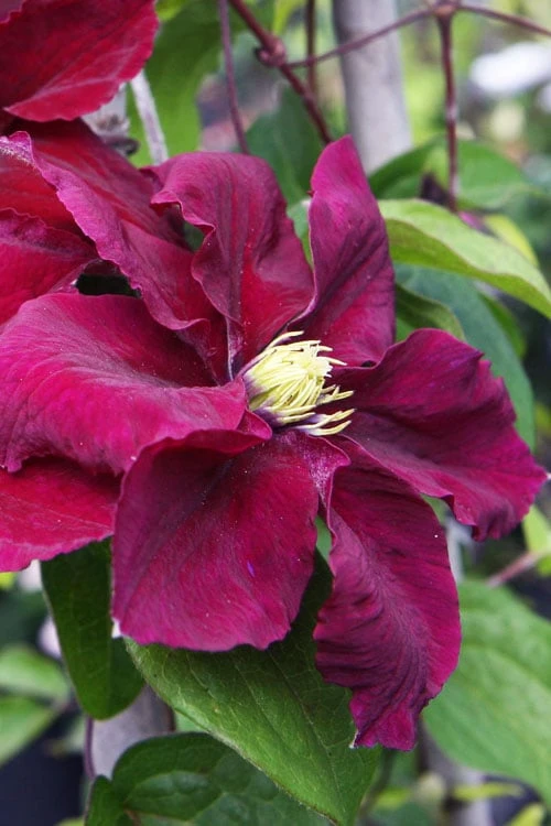 Rosemoor Clematis - 1 Gallon Pot 4 Rosemoor Clematis - 1 Gallon Pot - Image 4