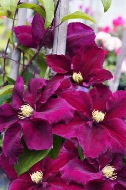 Rosemoor Clematis - 1 Gallon Pot 9 Rosemoor Clematis - 1 Gallon Pot -Garden Plant Store clematis rosemoor 6