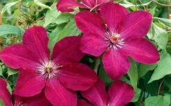 Rouge Cardinal Clematis - 1 Gallon Pot -Garden Plant Store clematis rouge cardinal 2