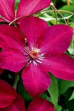 Rouge Cardinal Clematis - 1 Gallon Pot -Garden Plant Store clematis rouge cardinal 3
