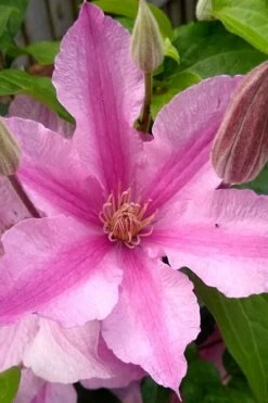 Sally Clematis - 1 Gallon Pot