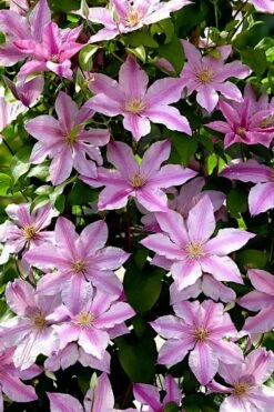 Sally Clematis - 1 Gallon Pot -Garden Plant Store clematis sally 22