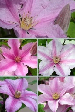 Sally Clematis - 1 Gallon Pot -Garden Plant Store clematis sally 24