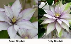 Samaritan Jo Clematis - 1 Gallon Pot -Garden Plant Store clematis samaritan jo 8