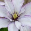 Samaritan Jo Clematis - 1 Gallon Pot