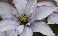 Samaritan Jo Clematis - 1 Gallon Pot -Garden Plant Store clematis samaritan joe 1