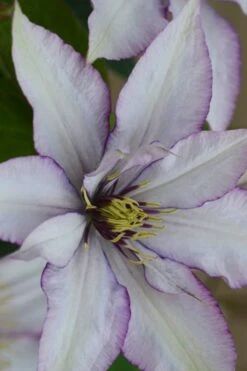 Samaritan Jo Clematis - 1 Gallon Pot -Garden Plant Store clematis samaritan joe 2