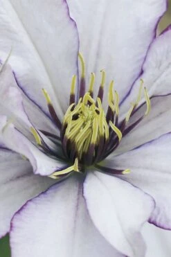 Samaritan Jo Clematis - 1 Gallon Pot -Garden Plant Store clematis samaritan joe 4