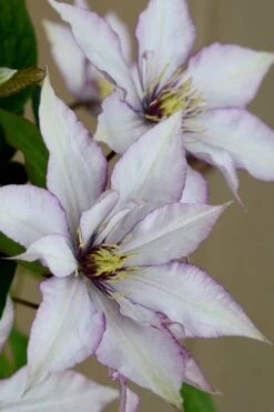 Samaritan Jo Clematis - 1 Gallon Pot -Garden Plant Store clematis samaritan joe 5