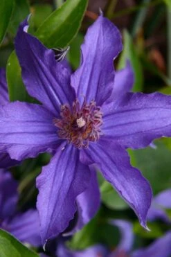 Sapphire Indigo Clematis - 1 Gallon Pot -Garden Plant Store clematis sapphire indigo 1 1