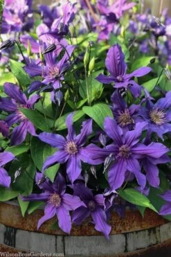 Sapphire Indigo Clematis - 1 Gallon Pot -Garden Plant Store clematis sapphire indigo 4 1