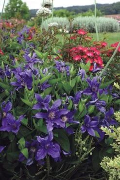 Sapphire Indigo Clematis - 1 Gallon Pot -Garden Plant Store clematis sapphire indigo 6 1