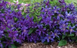 Sapphire Indigo Clematis - 3 Gallon Pot -Garden Plant Store clematis sapphire indigo 7