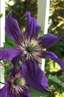 Sapphire Indigo Clematis - 3 Gallon Pot -Garden Plant Store clematis sapphire indigo 9