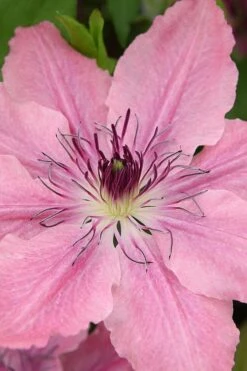 Sarah Elizabeth Clematis - 1 Gallon Pot 10 Sarah Elizabeth Clematis - 1 Gallon Pot -Garden Plant Store clematis sarah elizabeth 3