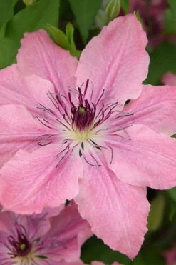 Sarah Elizabeth Clematis - 1 Gallon Pot 13 Sarah Elizabeth Clematis - 1 Gallon Pot -Garden Plant Store clematis sarah elizabeth 4