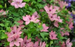 Sarah Elizabeth Clematis - 1 Gallon Pot 11 Sarah Elizabeth Clematis - 1 Gallon Pot -Garden Plant Store clematis sarah elizabeth 5