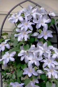 Silver Moon Clematis - 1 Gallon Pot 9 Silver Moon Clematis - 1 Gallon Pot -Garden Plant Store clematis silver moon 7