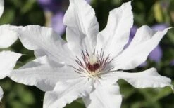 Snow Queen Clematis - 1 Gallon Pot 11 Snow Queen Clematis - 1 Gallon Pot -Garden Plant Store clematis snow queen 3