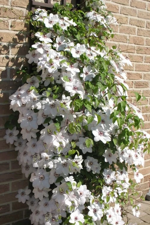 Snow Queen Clematis - 1 Gallon Pot 4 Snow Queen Clematis - 1 Gallon Pot - Image 4