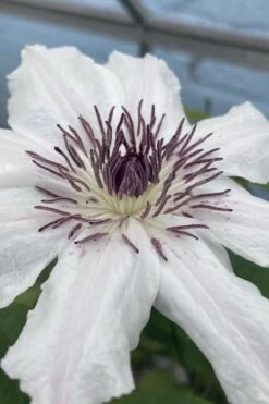 Snow Queen Clematis - 1 Gallon Pot 13 Snow Queen Clematis - 1 Gallon Pot -Garden Plant Store clematis snow queen 5