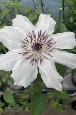 Snow Queen Clematis - 1 Gallon Pot 12 Snow Queen Clematis - 1 Gallon Pot -Garden Plant Store clematis snow queen 7