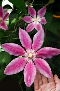 Sugar Candy Clematis - 1 Gallon Pot -Garden Plant Store clematis sugar candy 3