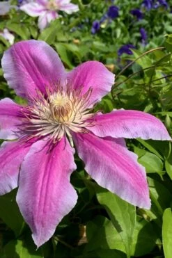 Sugar Candy Clematis - 1 Gallon Pot -Garden Plant Store clematis sugar candy 4