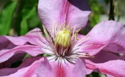 Sugar Candy Clematis - 1 Gallon Pot -Garden Plant Store clematis sugar candy 5