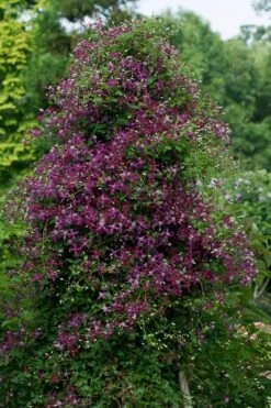 Sweet Summer Love Clematis - 1 Gallon Pot -Garden Plant Store clematis sweet summer love 4