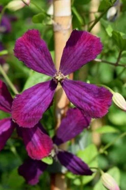 Sweet Summer Love Clematis - 1 Gallon Pot -Garden Plant Store clematis sweet summer love 7