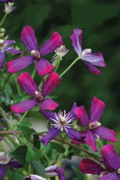 Sweet Summer Love Clematis - 1 Gallon Pot -Garden Plant Store clematis sweet summer love 8