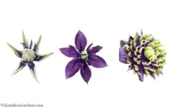 Taiga Clematis - 1 Gallon Pot 15 Taiga Clematis - 1 Gallon Pot -Garden Plant Store clematis taiga 24 1