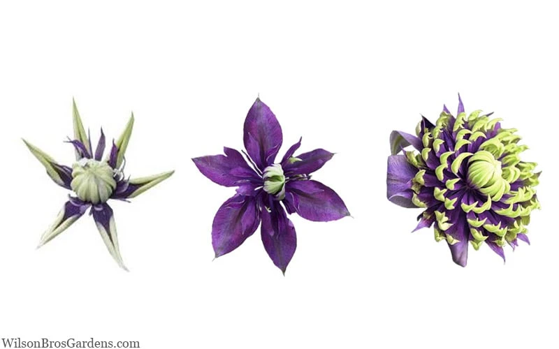 Taiga Clematis - 1 Gallon Pot 8 Taiga Clematis - 1 Gallon Pot - Image 8