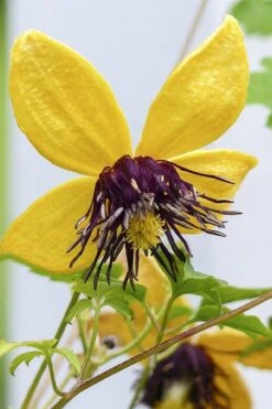 Tangutica Yellow Clematis - 1 Gallon Pot -Garden Plant Store clematis tangutica 2