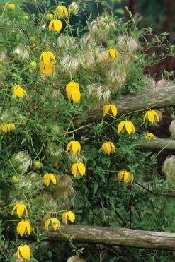 Tangutica Yellow Clematis - 1 Gallon Pot -Garden Plant Store clematis tangutica 4