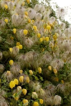 Tangutica Yellow Clematis - 1 Gallon Pot -Garden Plant Store clematis tangutica flowers and seedheads